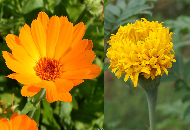 ดอกดาวกระจาย, บรรเทาอาการอักเสบ, ดาวเรือง, ดาวกระจาย, ดอกไม้สีเหลือง, ดอกไม้กินได้, ดอกไม้ให้สีเหลือง, Marigold, Calendula