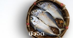 ปลาทู อาหารจากปลาทู ประโยชน์ของปลาทู