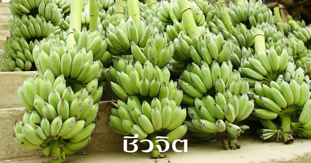 กล้วยดิบ, รักษาแผลในกระเพาะอาหาร, โรคกระเพาะอาหาร, กล้วย, กล้วยน้ำว้าดิบ