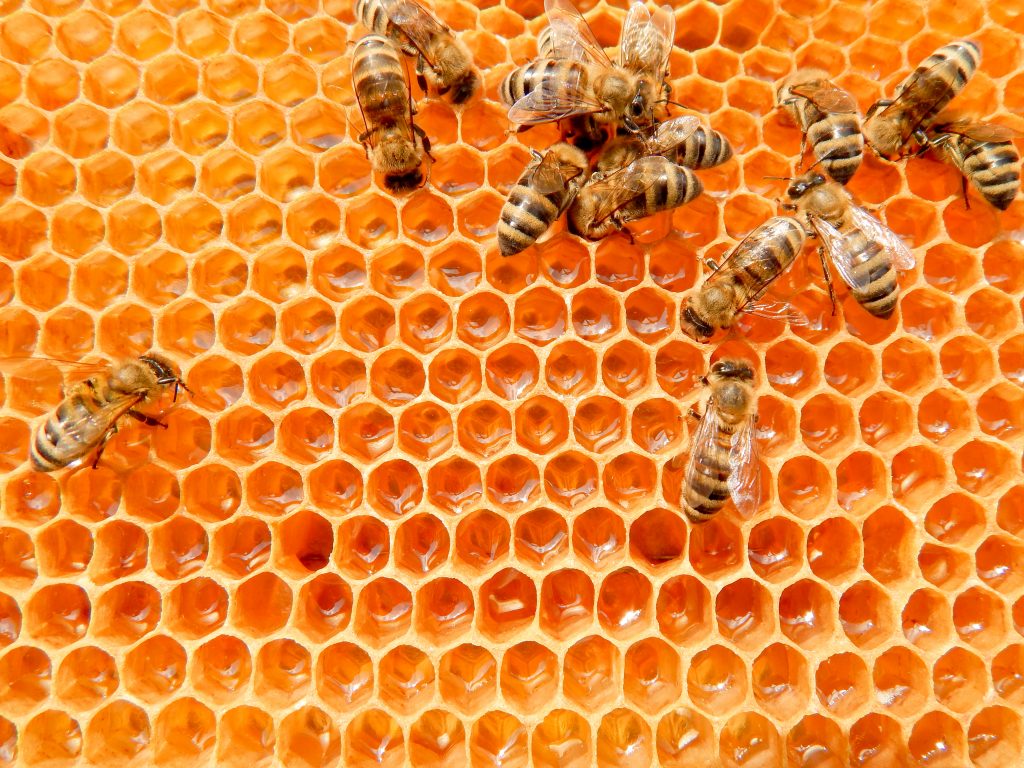 อาหารเพิ่มภูมิคุ้มกัน รังผึ้ง ผึ้ง