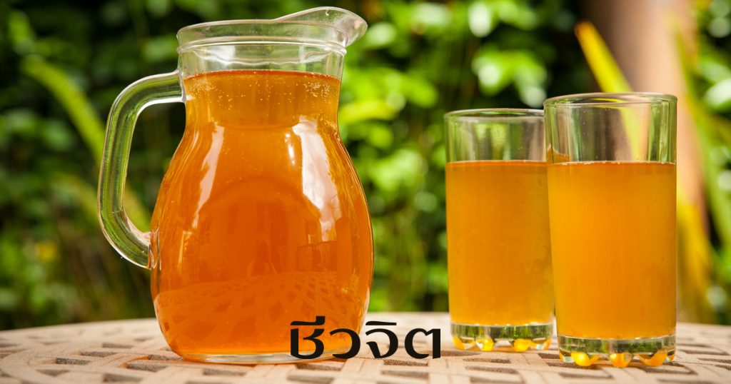 kombucha,คอมบูชา,คอมบูฉะ,ชาหมัก,ชาหมักเพื่อสุขภาพ,เครื่องดื่มเพื่อสุขภาพ