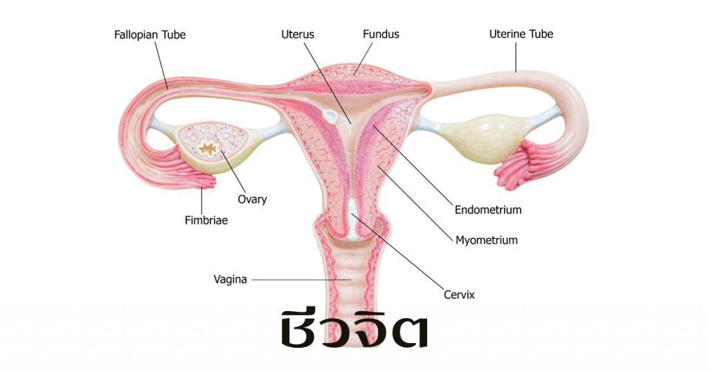 รังไข่ มะเร็ง มะเร็งรังไข่ โรคของผู้หญิง อวัยวะเพศหญิง เนื้องอกมดลูก